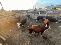 公牛, Cattle — 照片 3
