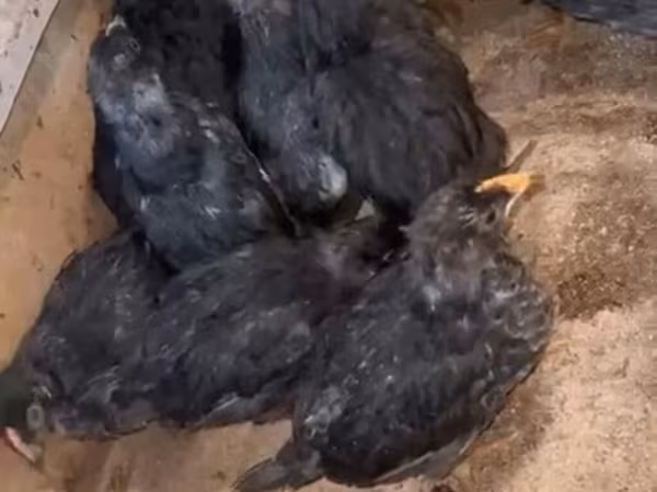 Australorp