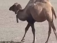 公骆驼, Kazakh Bactrian camel — 照片 2