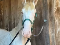 Hengst, Rocky Mountain Horse — Foto 4