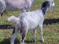 Dişi keçi, Nubian Goat — foto 2