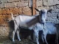 Keçi, Alpine goat — foto 3