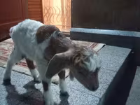 Ziegenbock, Ziegen — Foto 3