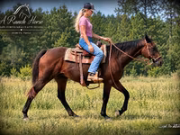Stute, Quarter Horse — Foto 2