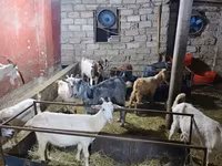 山羊（批次，未指定性别）, Goats — 照片 3