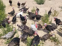 برونز — الصورة 1