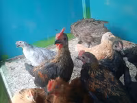 Chickens — Foto 8