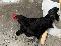 Chickens — 4-сурет