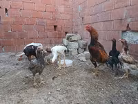 Chickens — Foto 3
