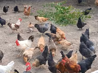 Chickens — Foto 2