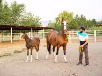 فرس, Akhal-Teke — الصورة 1
