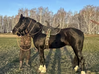 Hengst, Kustanai horse — Foto 2