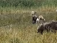 母羊, Romanov sheep — 照片 2