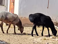 मेढ़ा, भेड़ — फ़ोटो 4