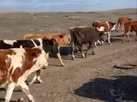 ثور, Simmental cattle — الصورة 5