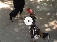 Chickens — 3-rasm