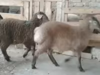 Qoyunlar (partiya, cinsi göstərilməyib), Qoyunlar — foto 4