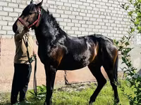Hengst, Swedish warmblood horse — Foto 1