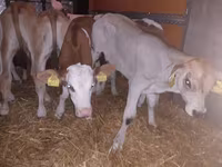 Toro, Ganado vacuno — foto 2