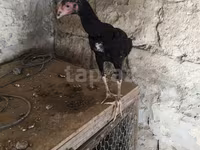 Chickens — 4-сурет