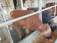 公牛, Cattle — 照片 1