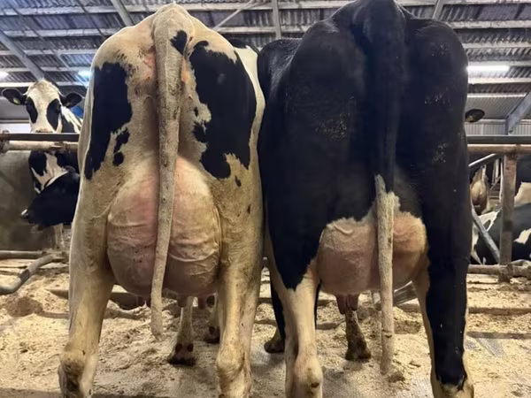 Cow, Holstein breed