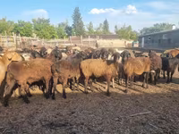 Schaf, Hissar sheep — Foto 1