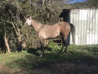 حصان, Arabian horse — الصورة 8