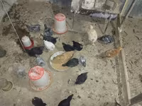 Australorp — Foto 2