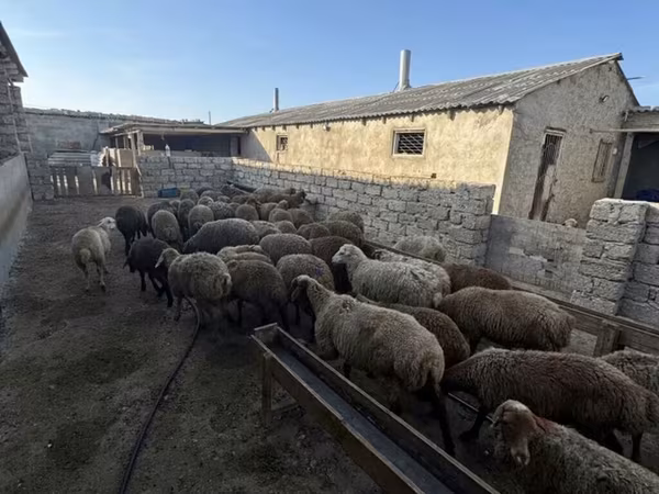 Ram, Sheep
