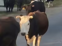 गाय, Latvian Blue cattle — फ़ोटो 5