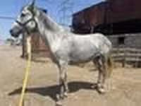 Madyan, Orlov Trotter — foto 7