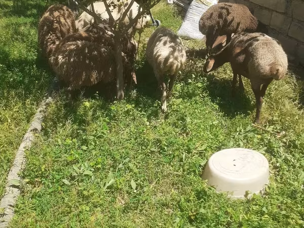 Qoʻy, Karakul sheep