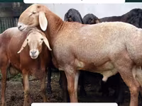 मेढ़ा, Arashan sheep — फ़ोटो 4