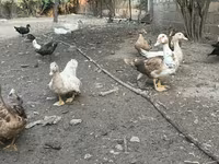 Ducks — फ़ोटो 5