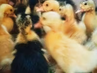 Ducks — Foto 3