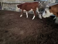 Kuh, Swiss cattle — Foto 4