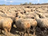 Oveja, Ovejas — foto 4