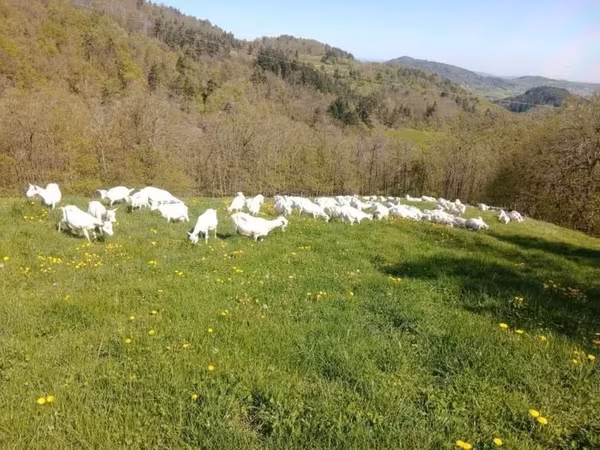 母山羊, Saanen goat