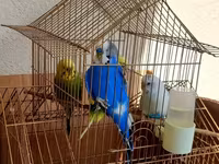 Məhsul: dalmatin və klassik rəng kombinasiyalarında nimfa/budgerigar — foto 2