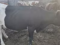 بقرة, Simmental cattle — الصورة 8
