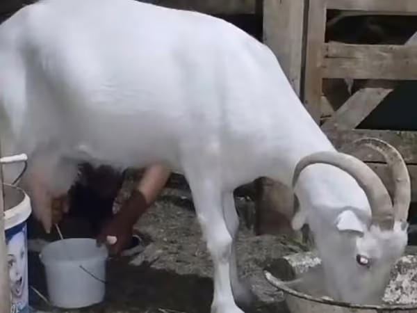 Cabra, Saanen goat