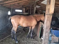 فرس, Kazakh horse — الصورة 4