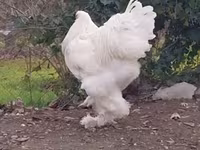 Brahma — foto 1