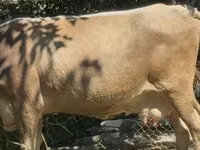 गाय, मवेशी — फ़ोटो 1