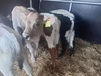 Buğa, Simmental cattle — foto 4