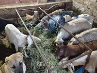 山羊（批次，未指定性别）, Goats — 照片 6