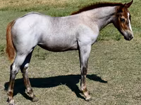 Mare, Quarter Horse — photo 1