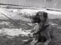 Məhsul: İtlər üçün möhkəm metal zəncir və yaxalıq dəsti Təsvir: - — الصورة 4