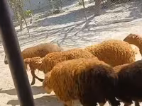 Ram, Sheep — photo 5